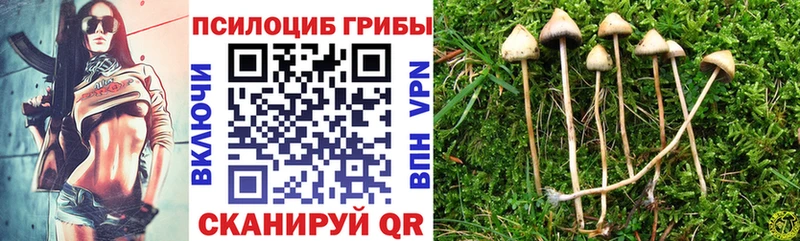 Псилоцибиновые грибы GOLDEN TEACHER  где найти   Камышин 